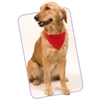 Especial mascotas